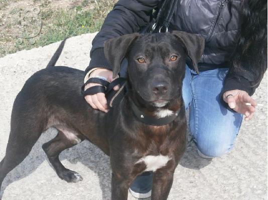 PoulaTo: o νεαρος Blacky χαριζεται