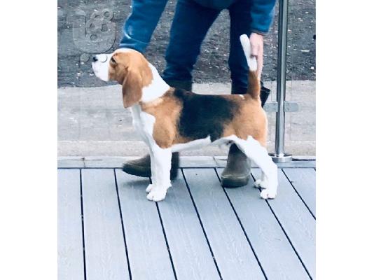 Πανέμορφα κουτάβια Beagle.