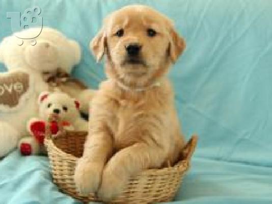 X μάζα τεριέ Golden Retriever