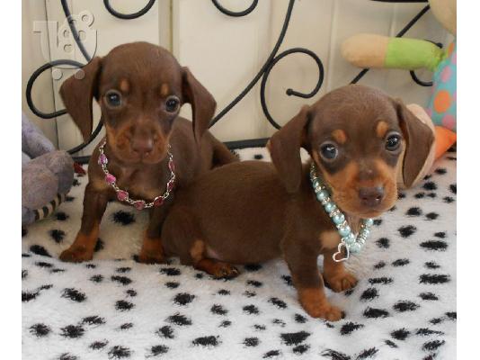 PoulaTo: Κουτάβια Dachshund έτοιμα τώρα