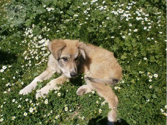 Φενια η τυφλη κουταβινα