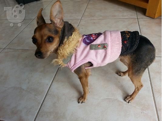 PoulaTo: pinscher toy καθαρόαιμα