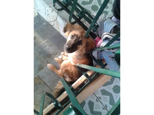 Σκυλακι 5 μηνων χαριζεται