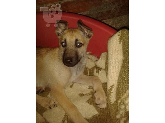 PoulaTo: Κουταβακι μαλινουα ημιαιμο χαριζεται