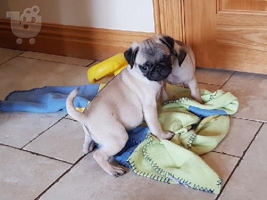 PoulaTo: Ανεκτίμητη γενεαλογία Pug Pug Έτοιμη για υιοθεσία!