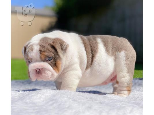 Štenad Buldog na prodaju