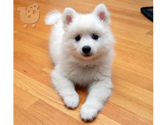 PoulaTo: Επιλεγμένα Καθαρόαιμα Spitz