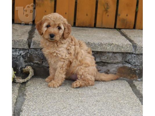 Cavapoo Red
