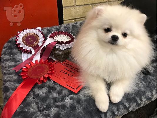 PoulaTo: Πώληση Pomeranian σκύλοι και κουτάβια