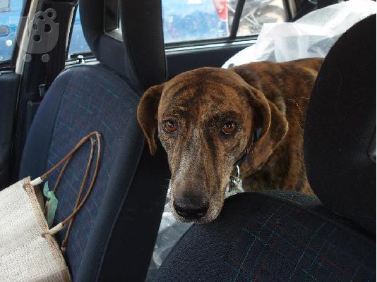 Σκυλιτσα συντροφιας χαριζεται