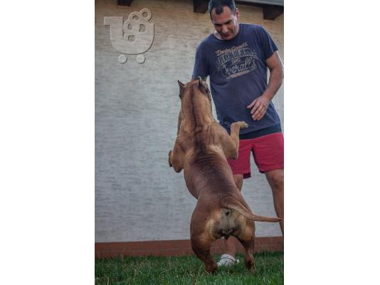 Κουτάβια Presa Canario