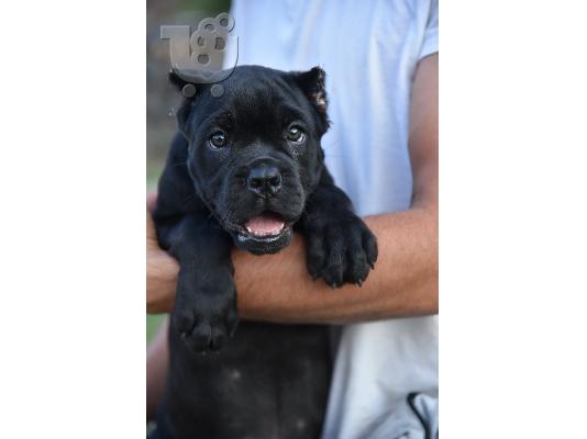 Cane Corso κουτάβια