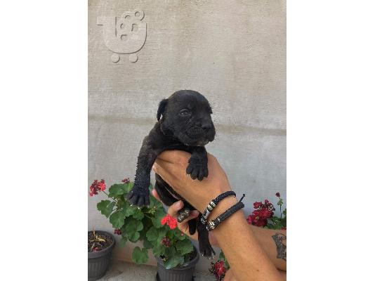 Cane Corso κουτάβια προς πώληση
