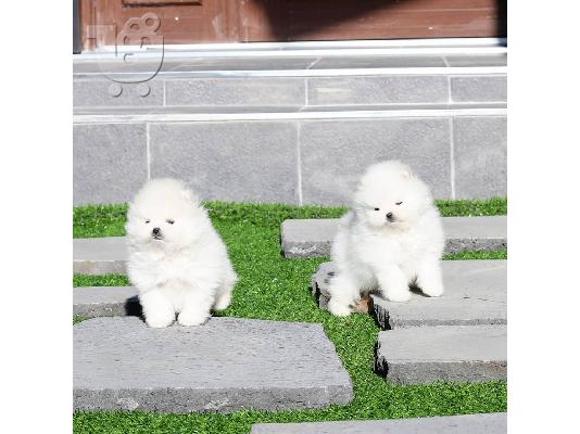 PoulaTo: Εκπαιδευμένα κουτάβια Pomeranian