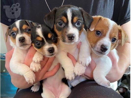 PoulaTo: Zapanjujući mladunci Jack Russell