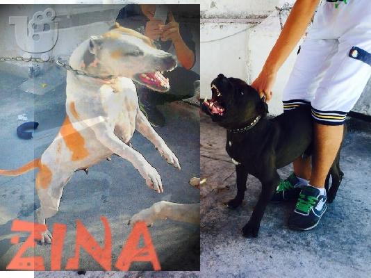 PoulaTo: pitbull American