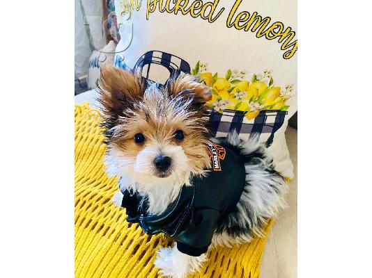 Μικρο Yorkie
