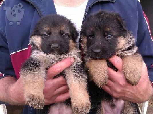PoulaTo: German Shepherd καθαροαιμα -ΘΕΣΣΑΛΟΝΙΚΗ 6988190151