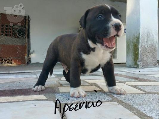 American staffordshire terrier απο τα καλυτερα αιματα 6979314054