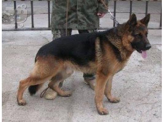 German Shepherd καθαροαιμα -ΘΕΣΣΑΛΟΝΙΚΗ 6988190151