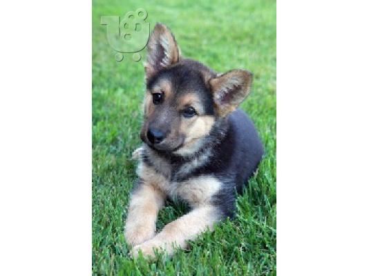 PoulaTo: Kορυφαία German Shepherd