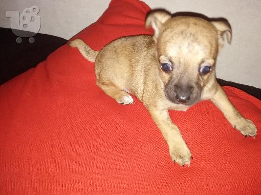 PoulaTo: 2 mhnwn chihuahua arsenika