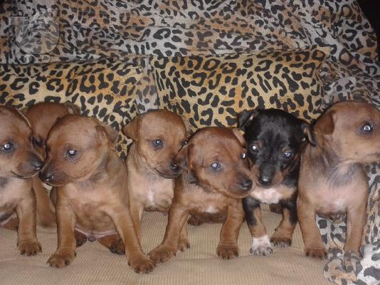 πωλουνται πινσερ 1 μηνος