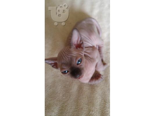 γατακια σφινξ (sphynx)