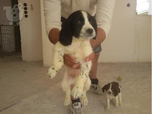 Springer Spaniel