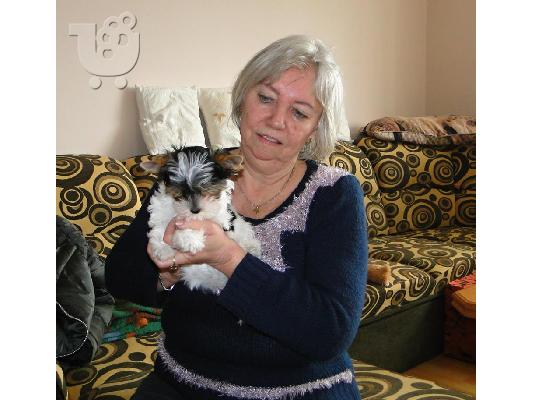 ΓιορκσάιρΤεριέ 12 εβδομάδων. 2 τελευταία. καθαρόαιμο...