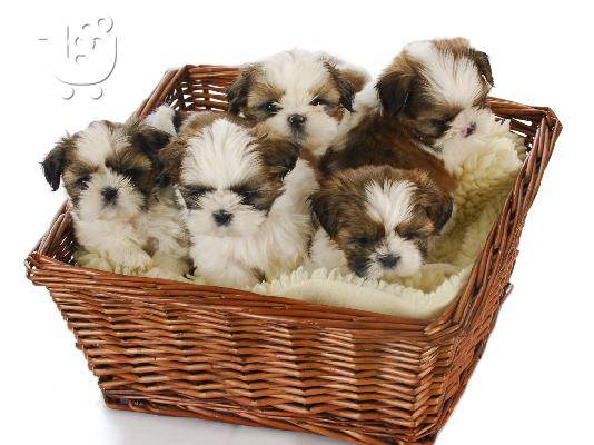 Shih Tzu