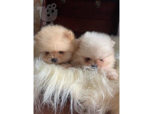 PoulaTo: Γεια σας, εδώ έχουμε 2 υπέροχα κουτάβια Pomeranian, 1