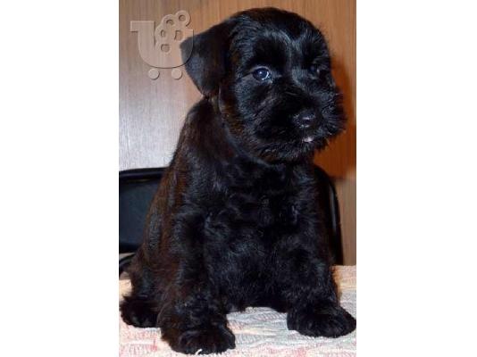 Schnauzer