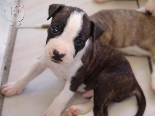 PoulaTo: American Staffordshire Terrier