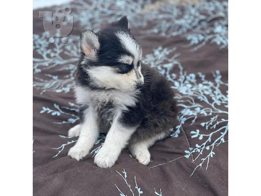 Αξιολάτρευτα κουτάβια Pomsky προς πώληση.