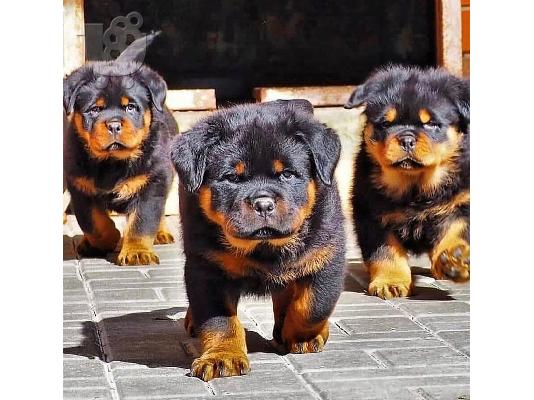 PoulaTo: Adorable Rottweiler Puppy For Sale