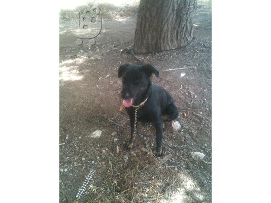 PoulaTo: Χαρίζεται Θηλυκό Ημίαιμο Ροντβάιλερ-Λύκο