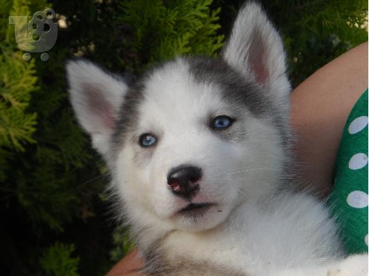 PoulaTo: Siberian Husky