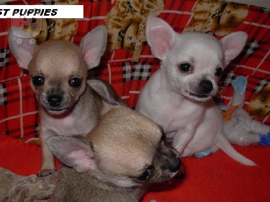 PoulaTo: ΤΣΙΟΥΑΟΥΑ