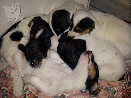 PoulaTo: Jack Russell  Στιλ Σκάκι. καθαρόαιμο. *** Ψάχνουν οικογένεια ***