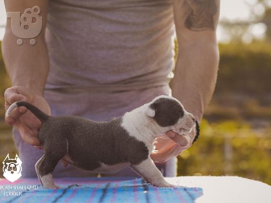 Μπλε κουτάβια American Staffordshire Terrier