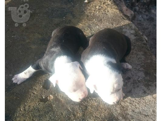 American pit bull terrier