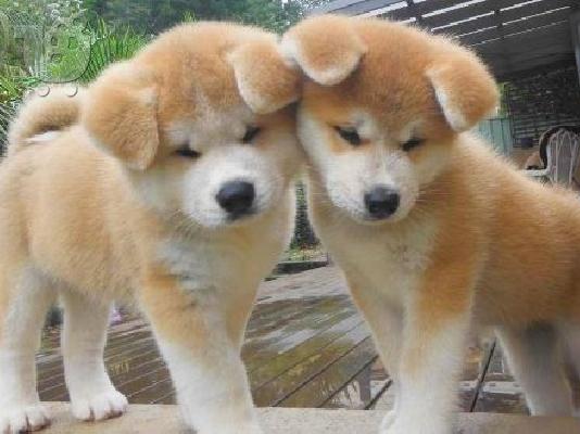 Akita INU καθαρόαιμα επιλογής