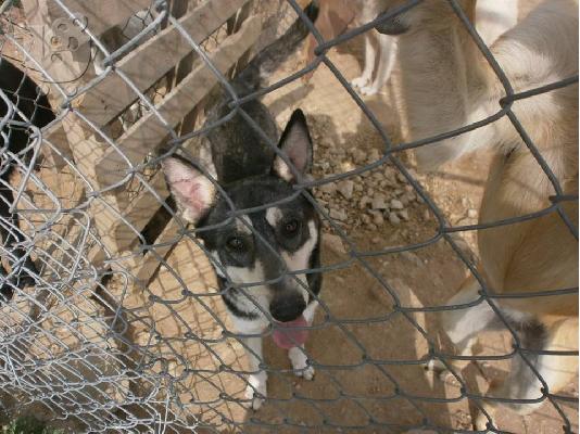 PoulaTo: Χάσκι ημιαιμο χαριζεται