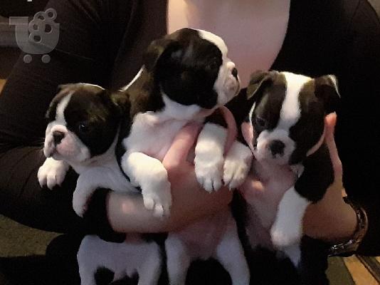 PoulaTo: Διατίθενται προς πώληση κουτάβια Boston Terrier