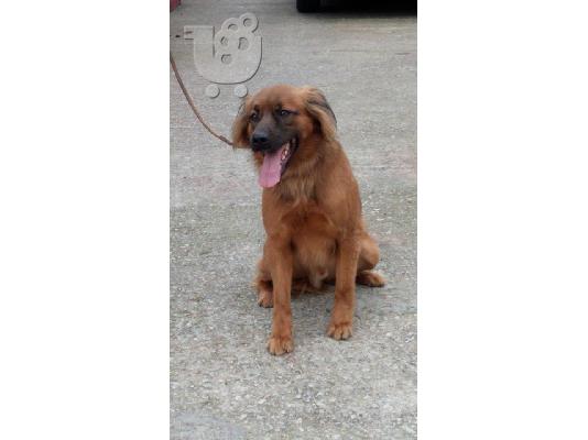 Κουκλος σκυλακος χαριζεται για φυλακας