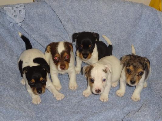 PoulaTo: Πωλείται κουτάβι Jack Russell Terrier