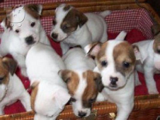 PoulaTo: Jack Russell καθαρόαιμα επιλογής