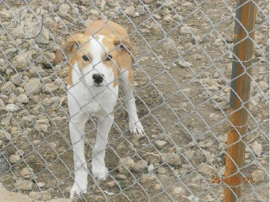 PoulaTo: Κουταβακια 4μισι μηνων χαριζονται