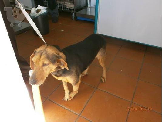 PoulaTo: Γκεκας ημιαιμο για συντροφια κ φυλαξη χαριζεται